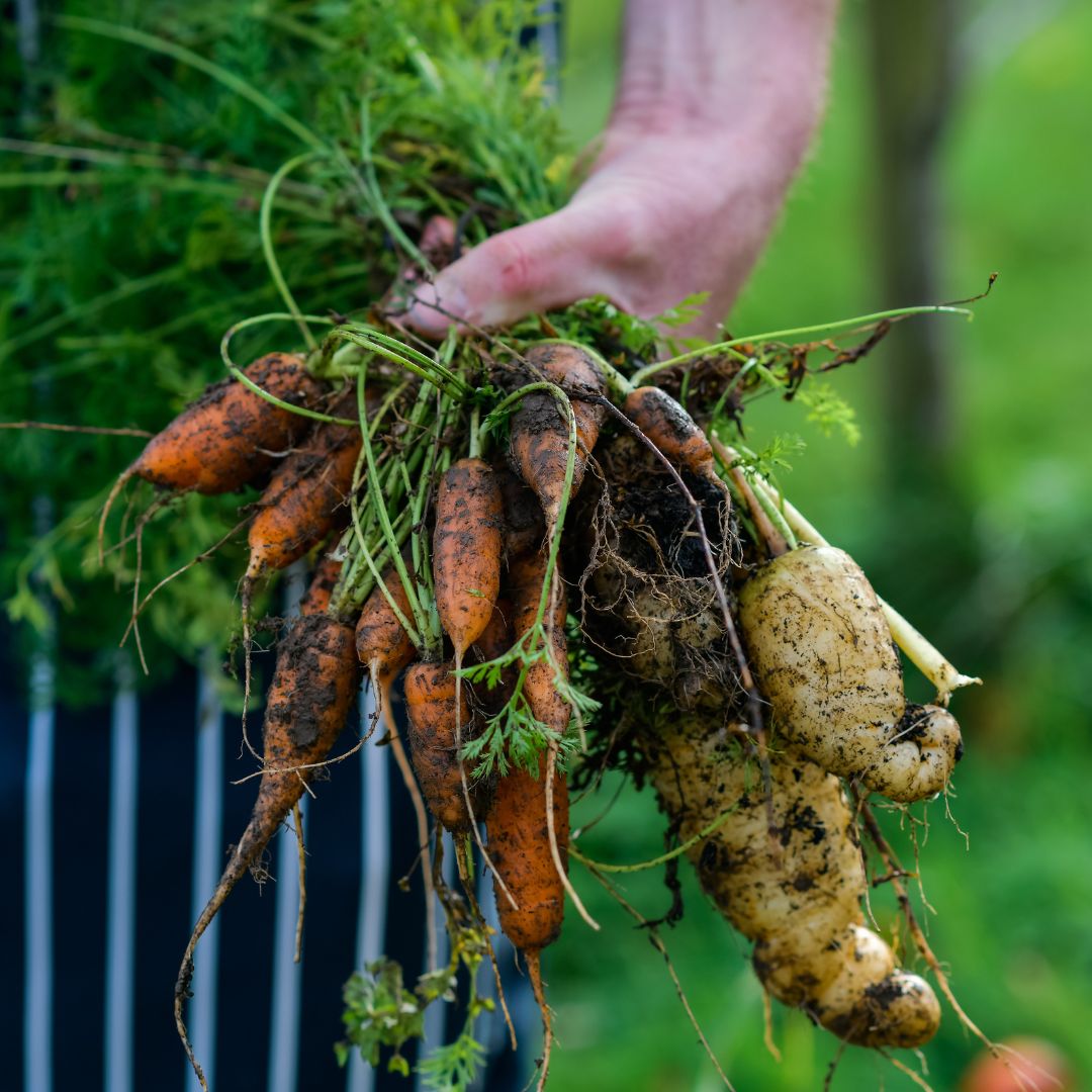 September - Vegetable Box