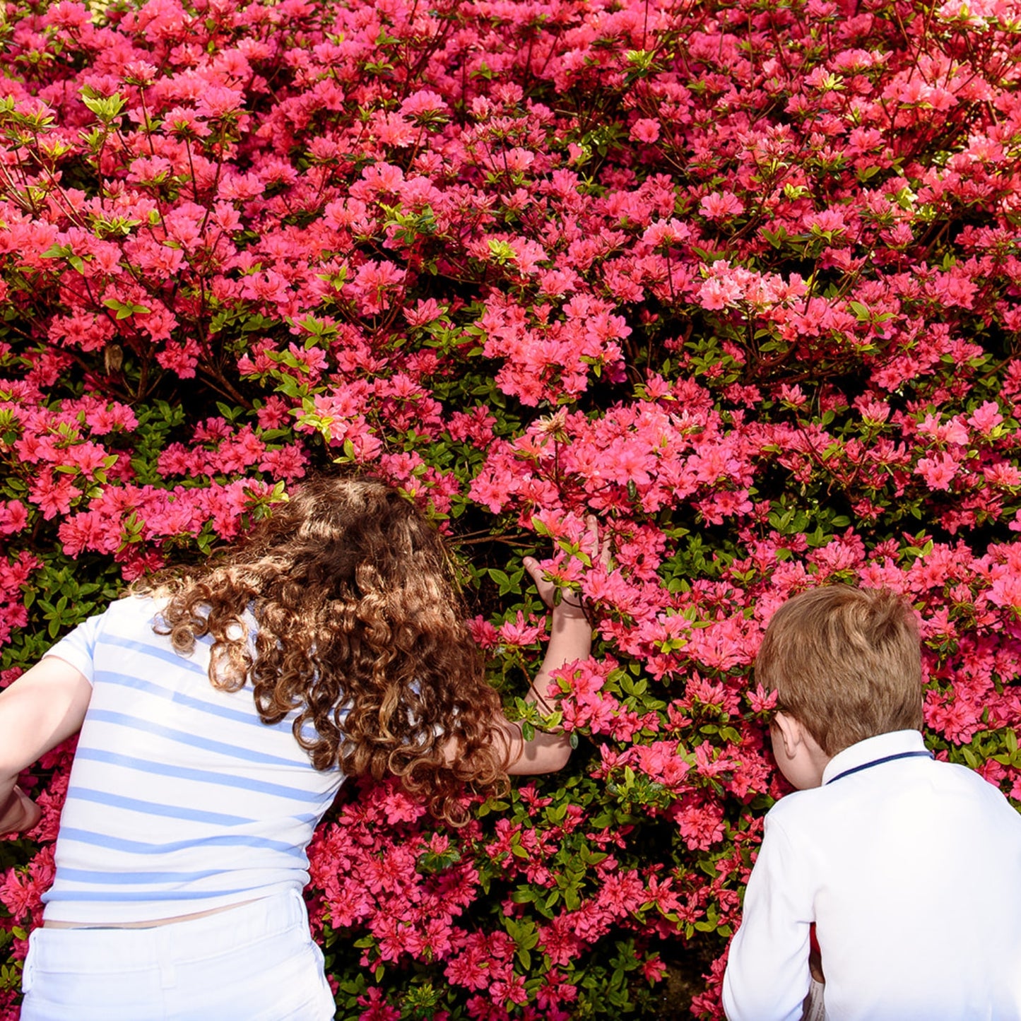 Family Tree Membership - Gift Edition